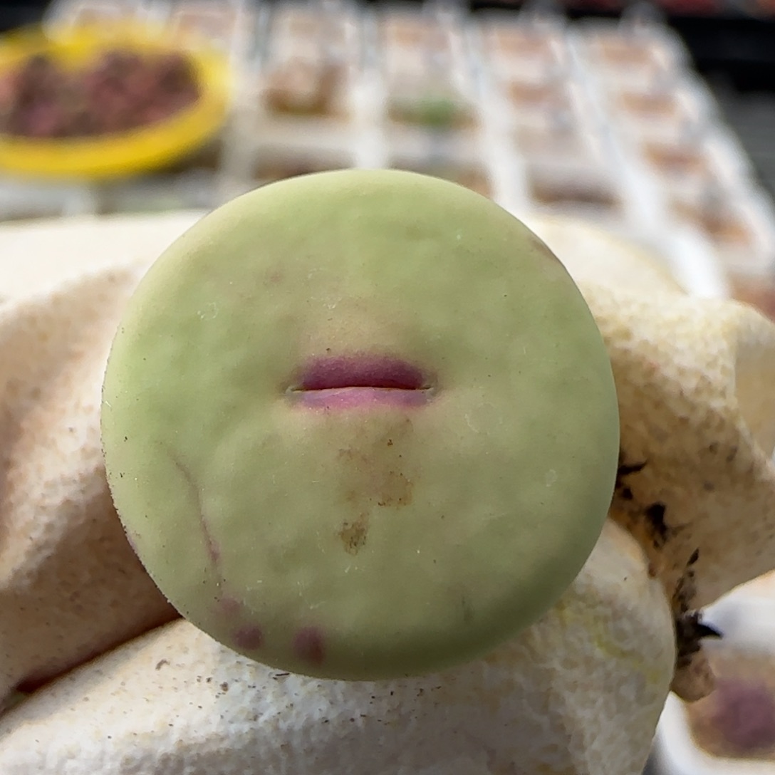 5-30-214当天满38包邮园艺大型嘟嘟嘴1.4