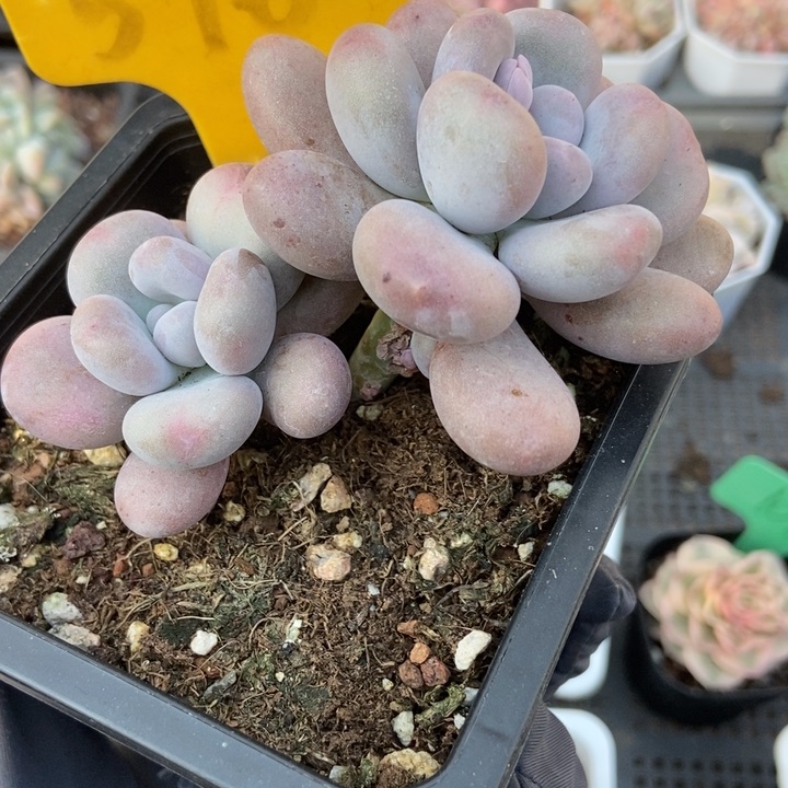 576鸡蛋奶酪多肉植物保护