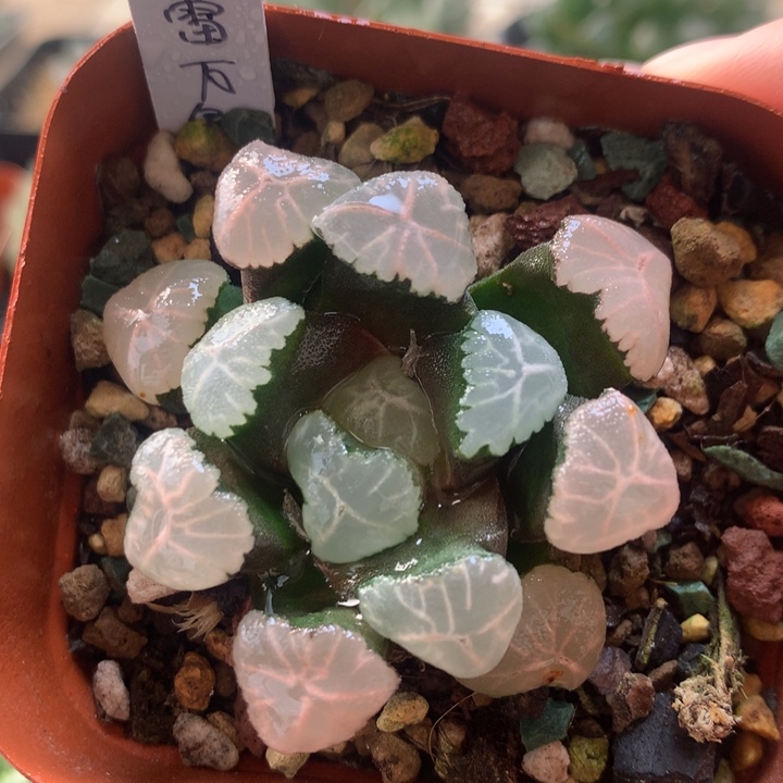 春雷万象一物一拍