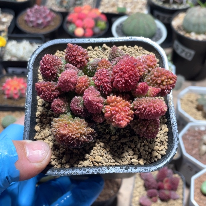 519大朱子玉多头