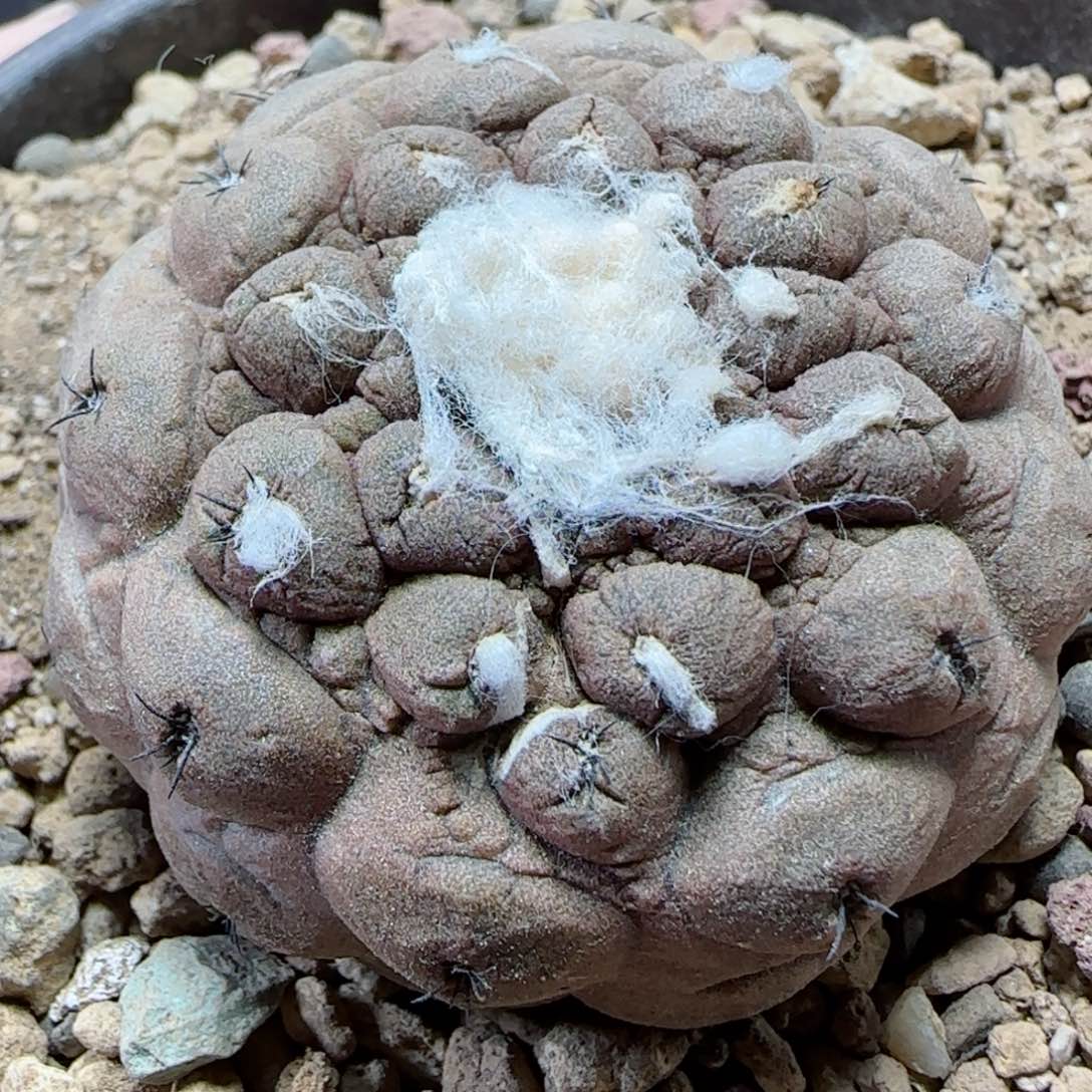 实生蜥蜴皮多肉 000