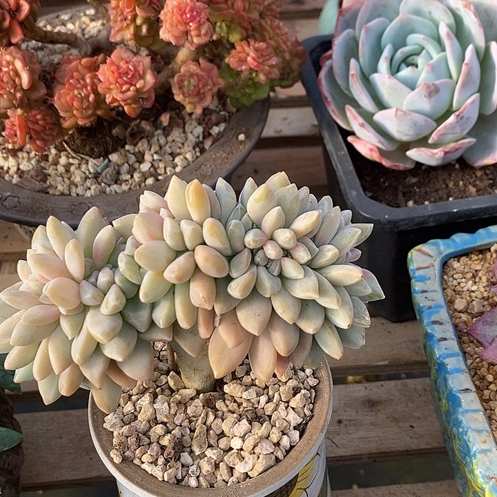 多肉植物肉肉植物