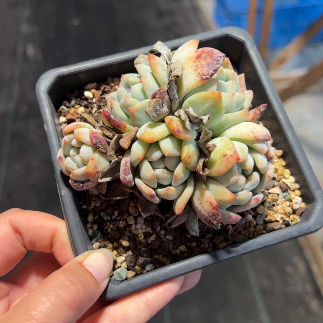 半* 星影群生桃子