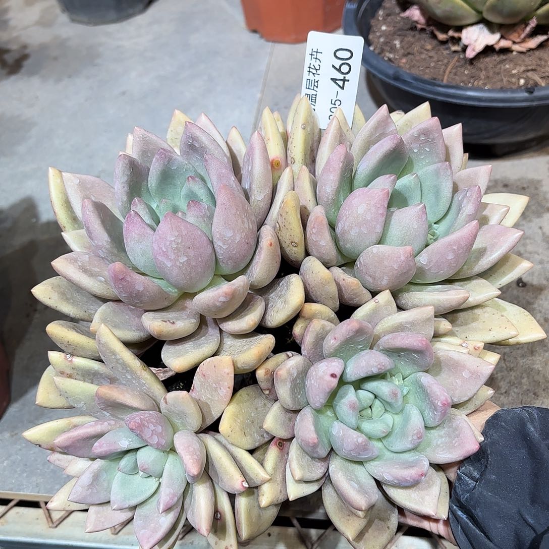 同温层多肉桃花源460