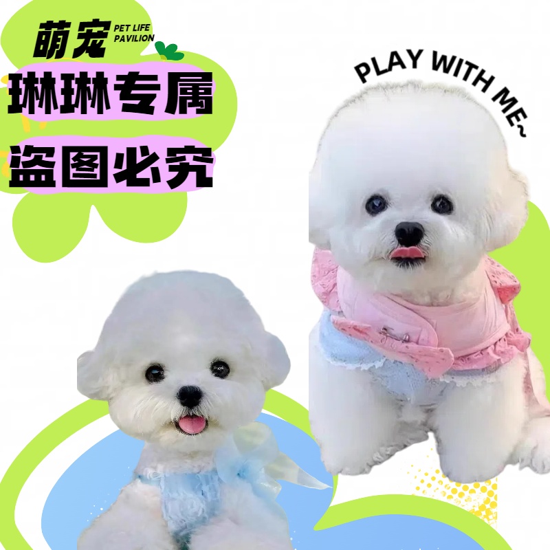 如何挑选比熊博美弟弟 幼犬宠物狗 岫流 围巾 600