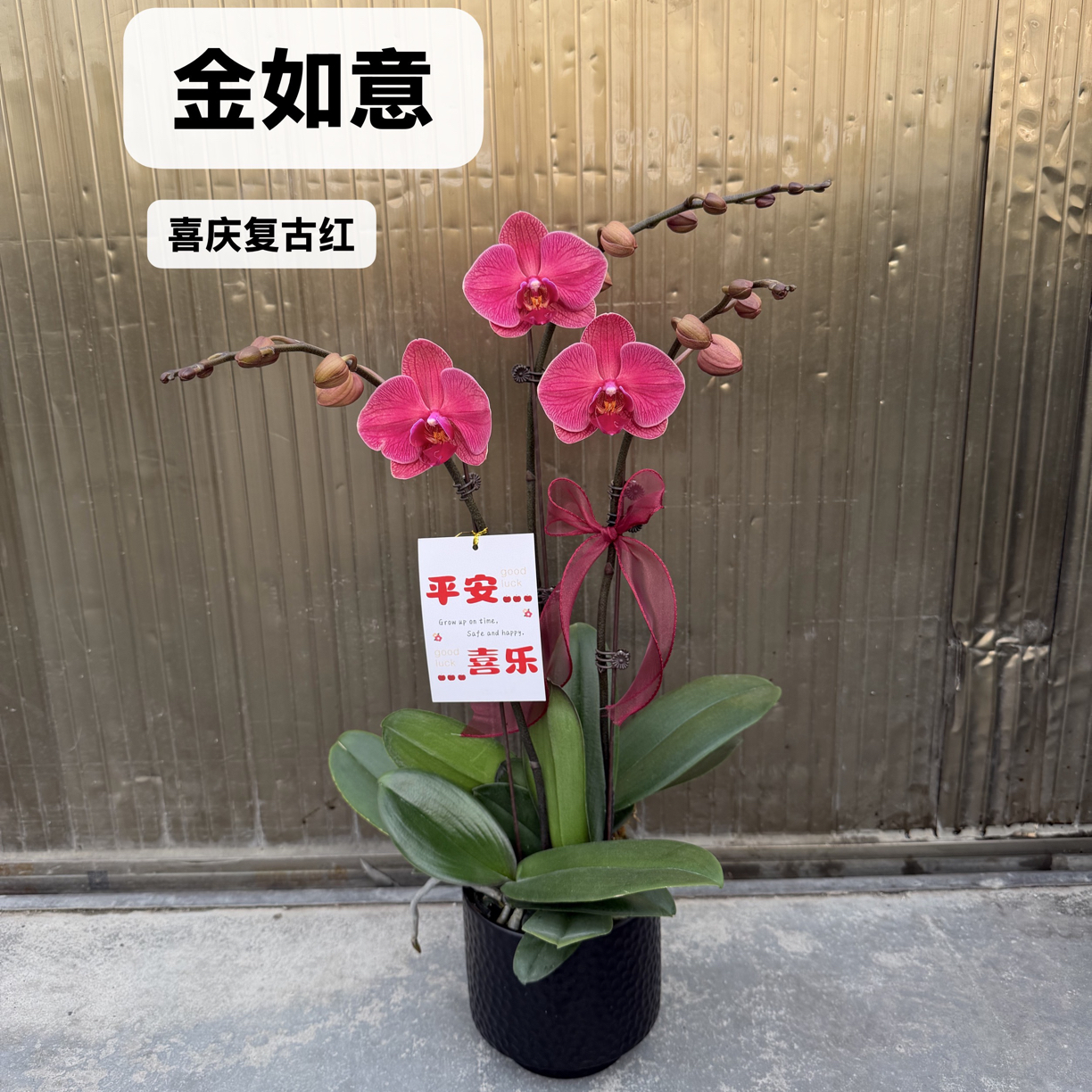 蝴蝶兰【金如意】复古色系中大花