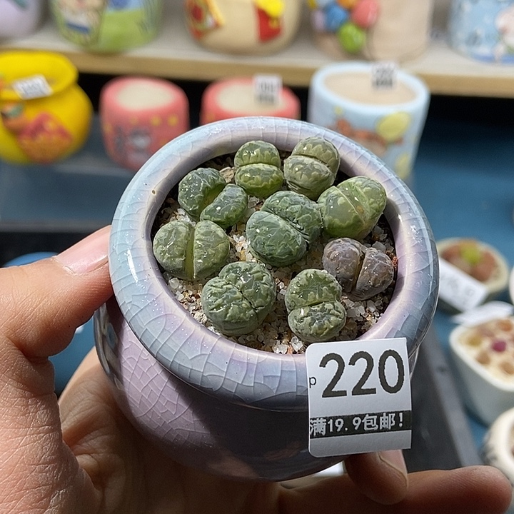 220大舅生石花肉锥