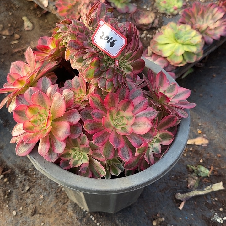 精品多肉植物2016