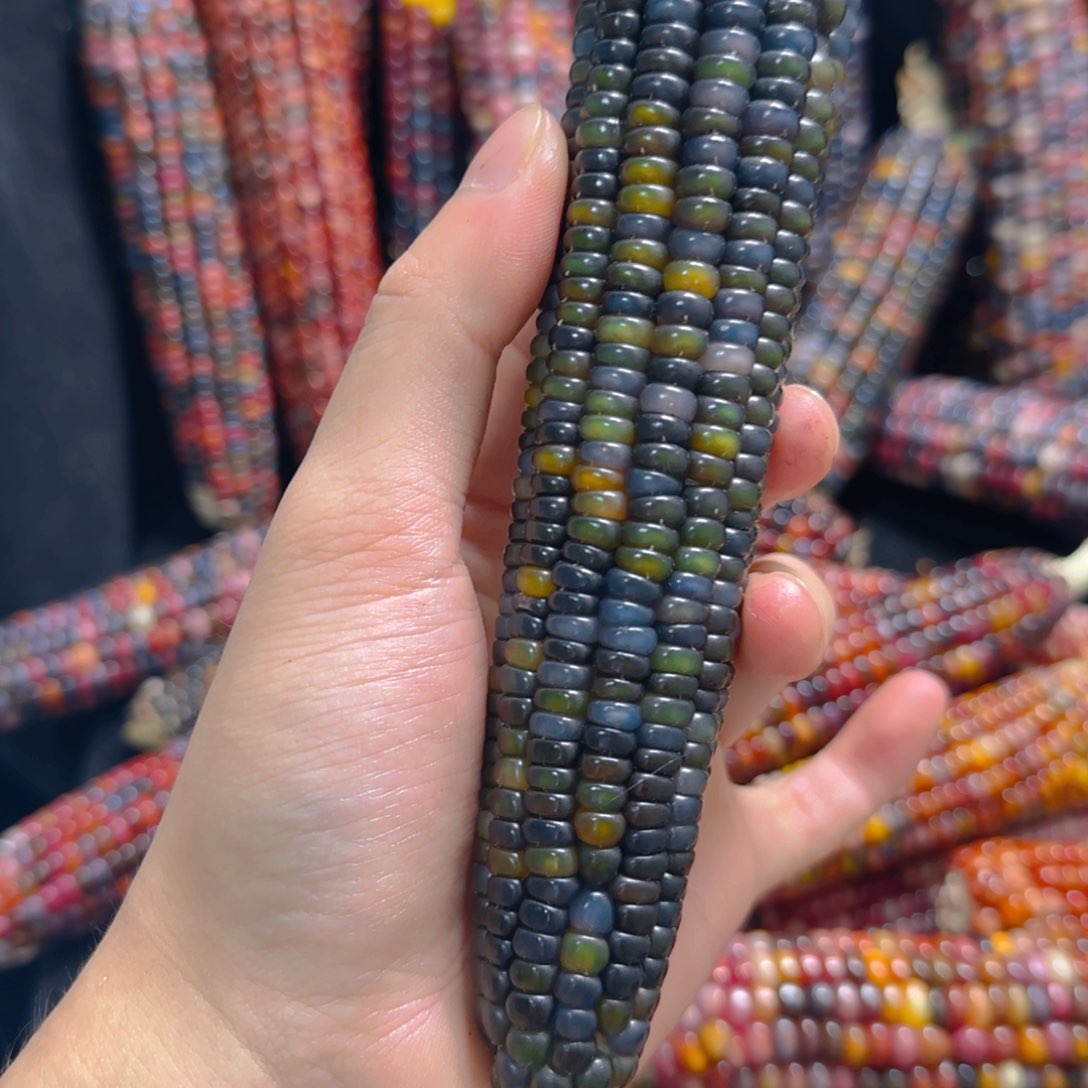 大叶紫檀（黑酸枝木类）?****?