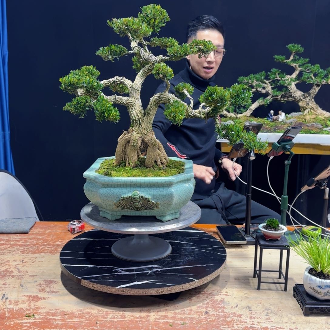 黄杨室内室外盆景艺术