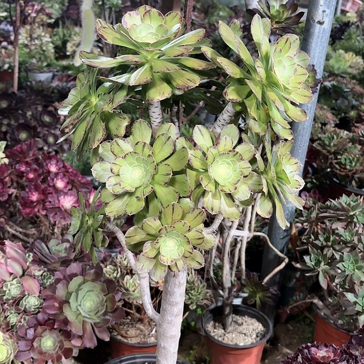 多肉植物法师微锦39