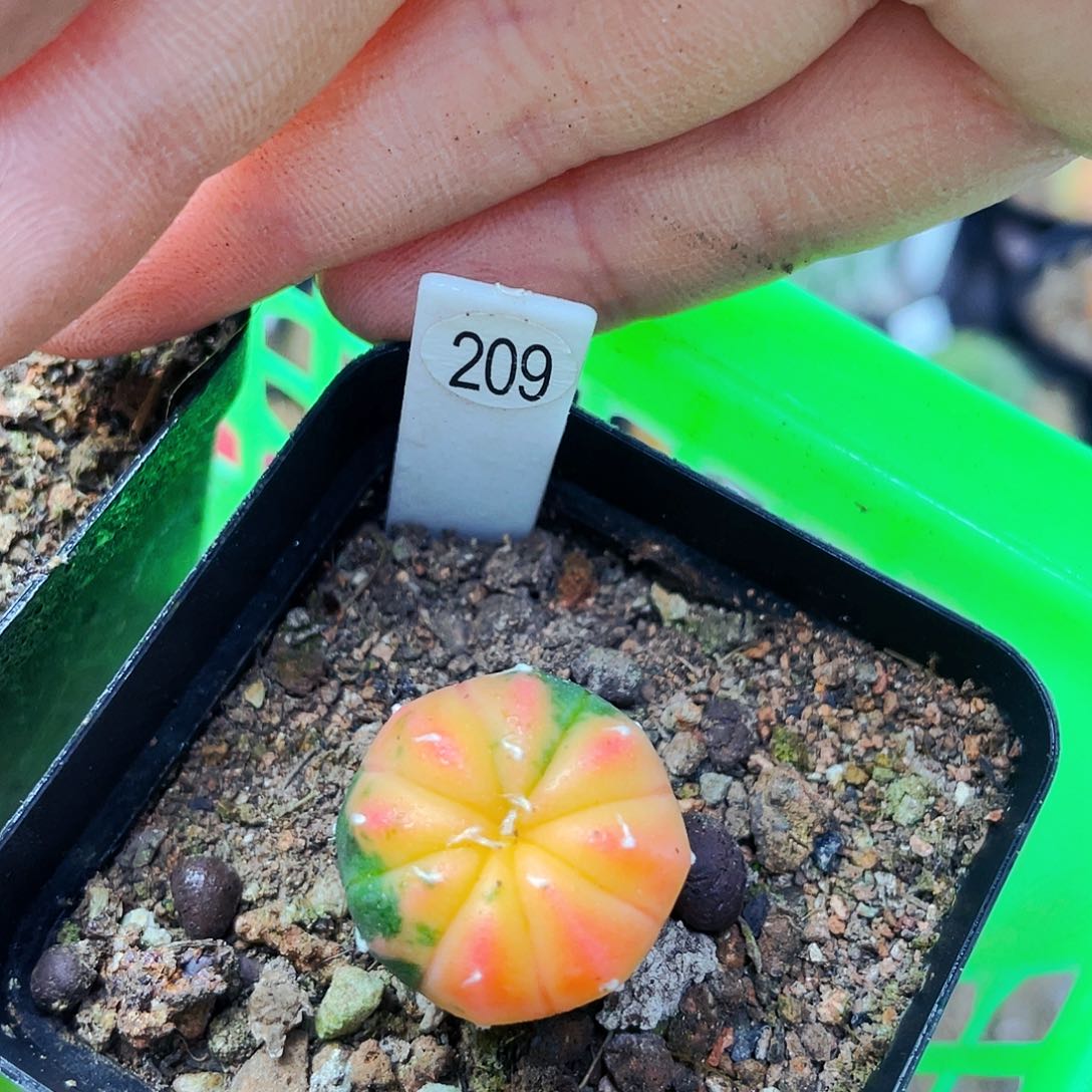 非偏远地区满25包邮仙人球