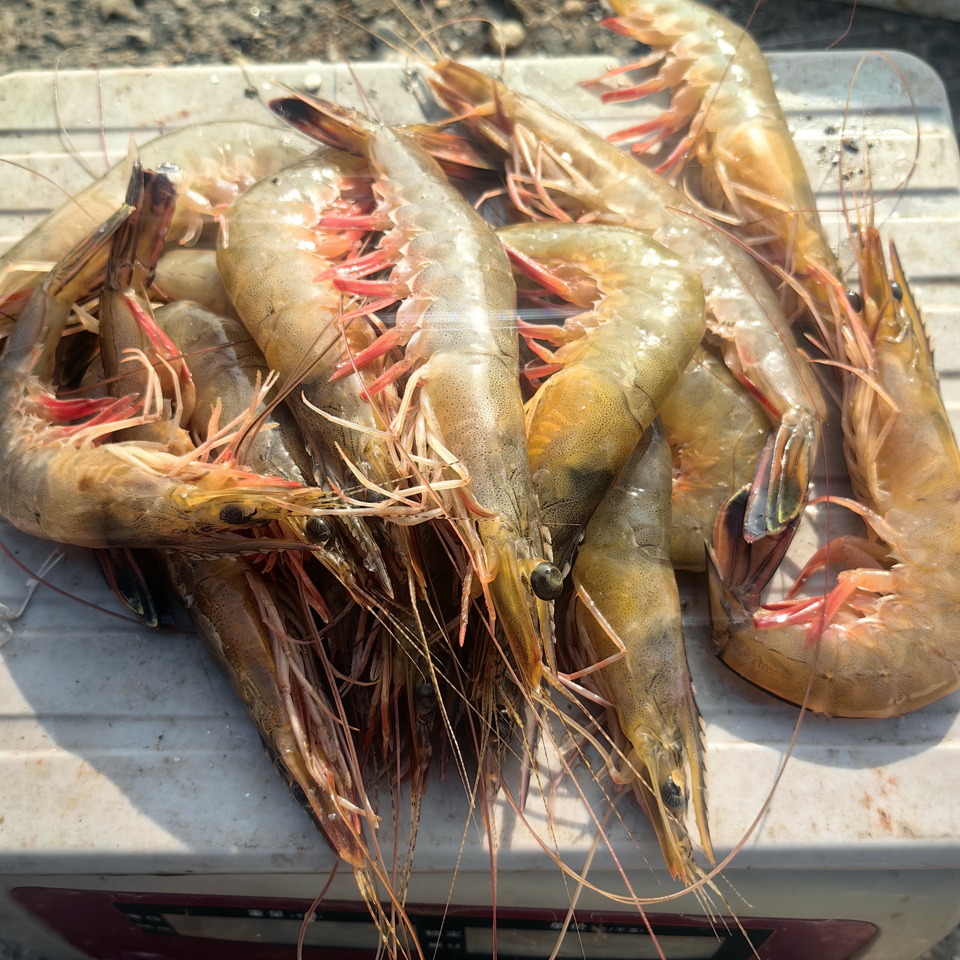 秋季渤海湾纯野生海捕对虾新鲜美味尝第一口鲜