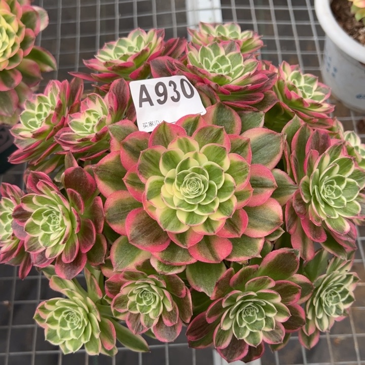 930海王22厘米左右