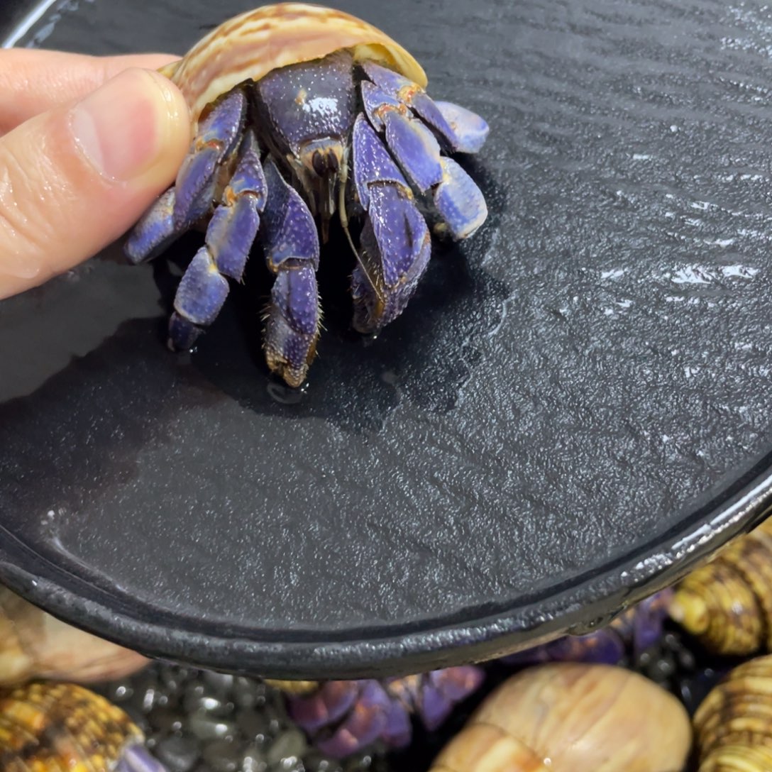 寄居蟹，寄居蟹，寄居蟹