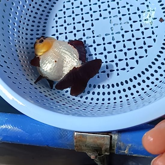 金鱼10号黑白熊猫玛丽