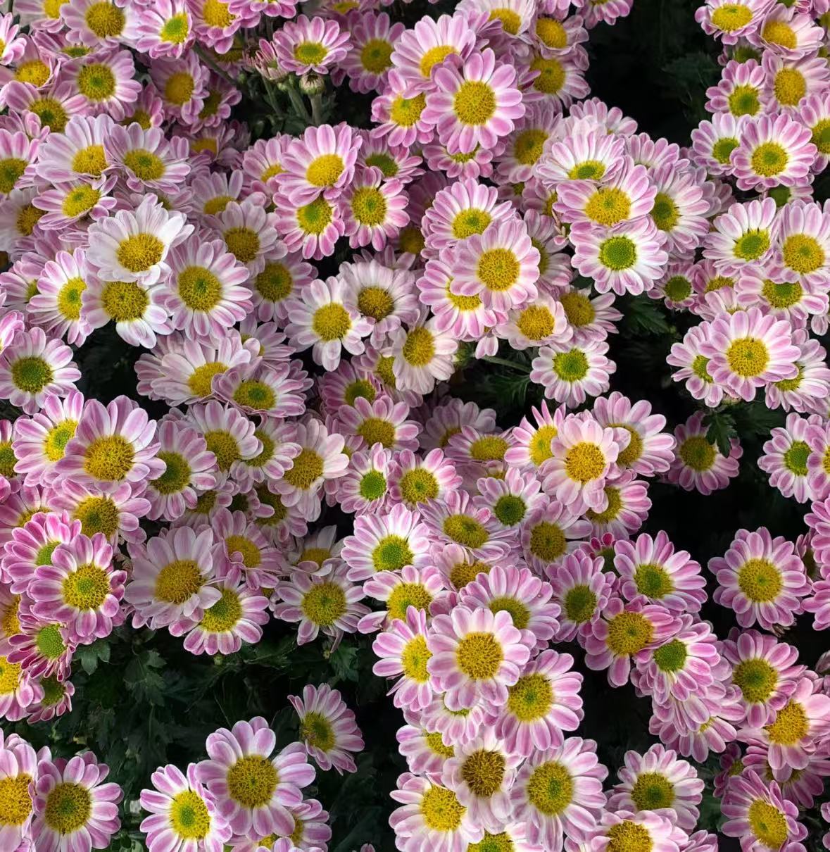 【李先生】（鲁一尼小菊##原盆原土）室内外观赏盆栽带花苞发货