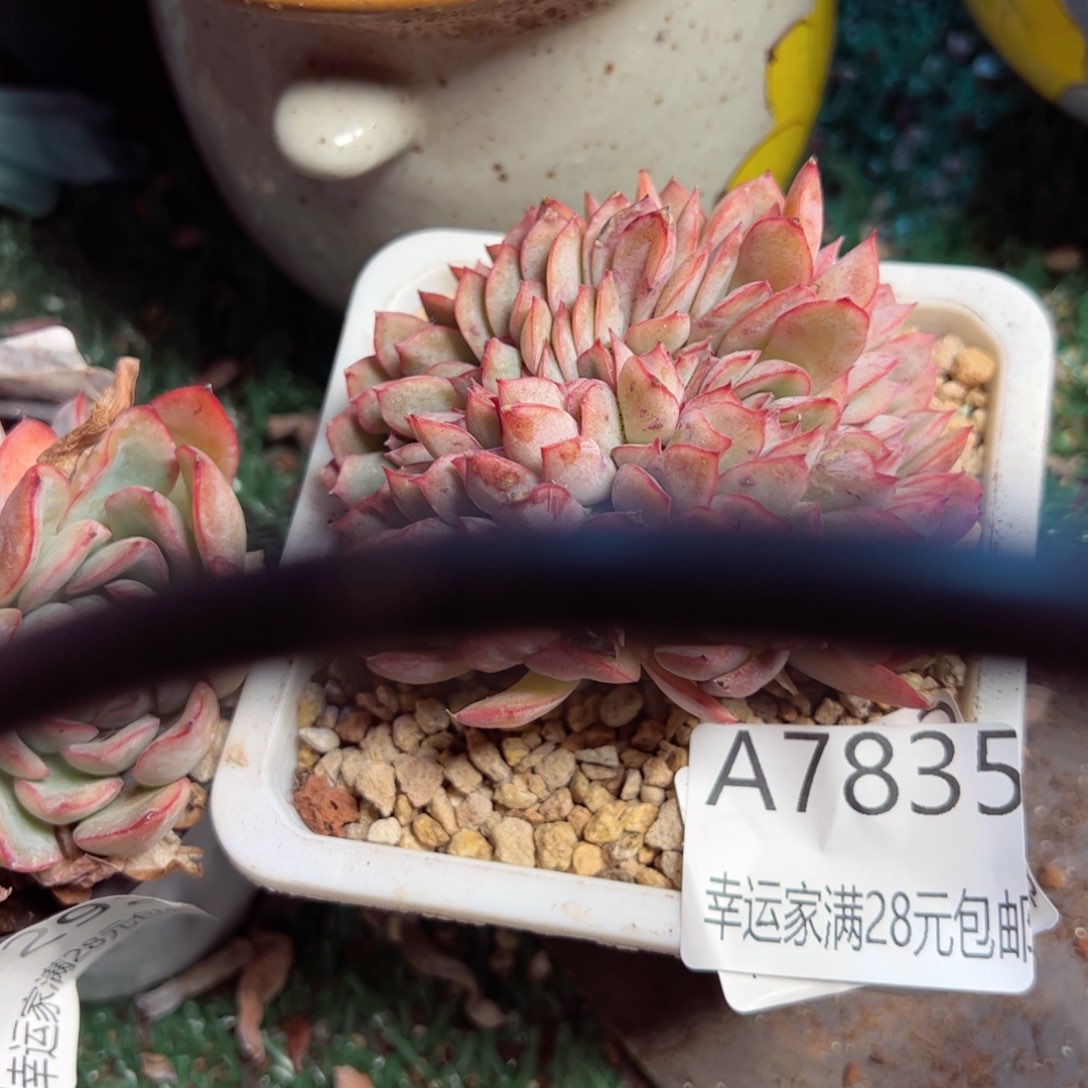 幸运的是我的朋友们