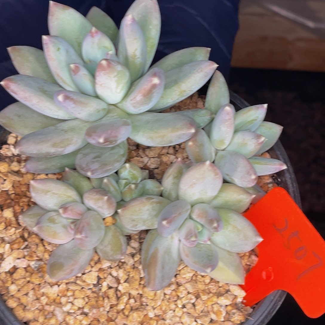 2507号晚上多肉植物群生