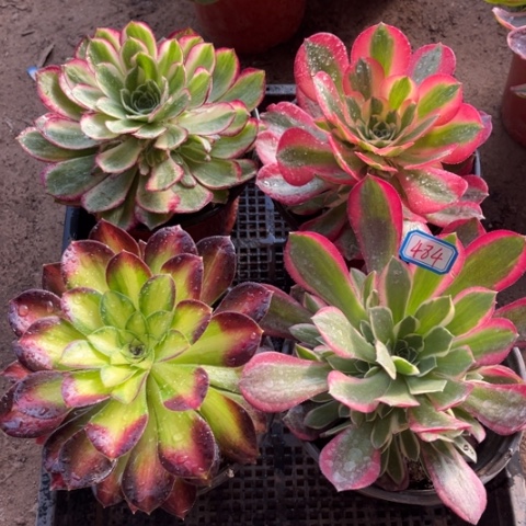 484多肉植物组合