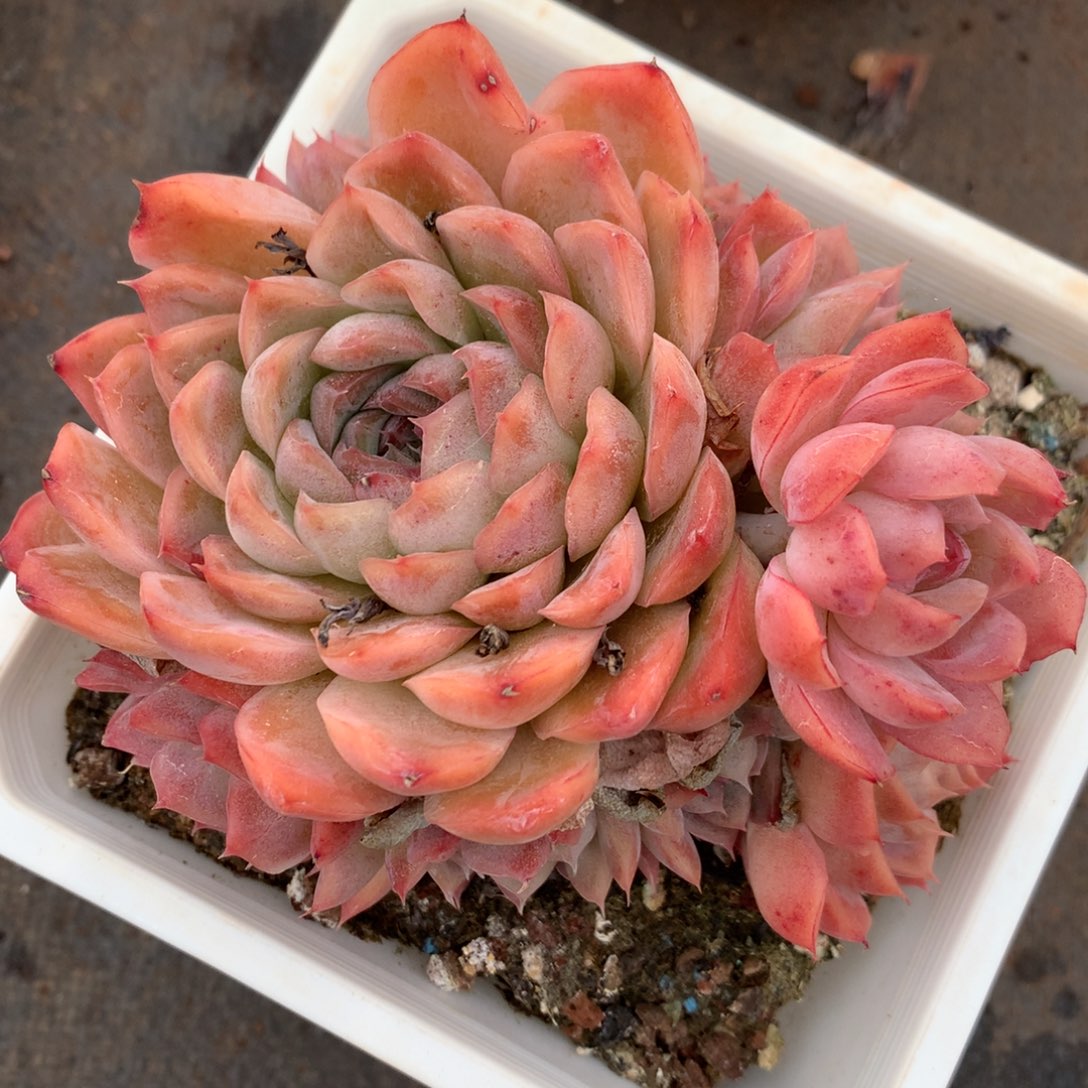 1701杂交精品基地11厘米