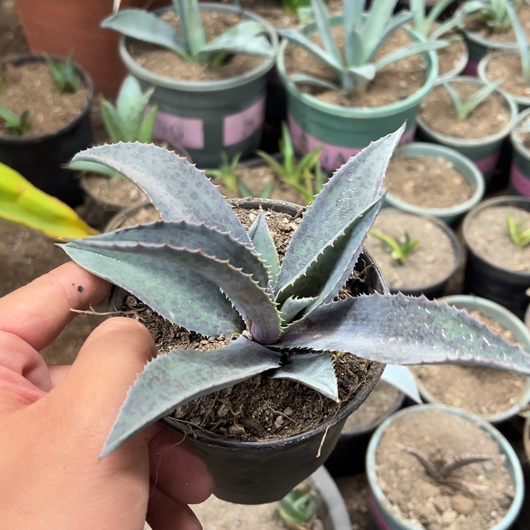 玛雅女王侧芽无根