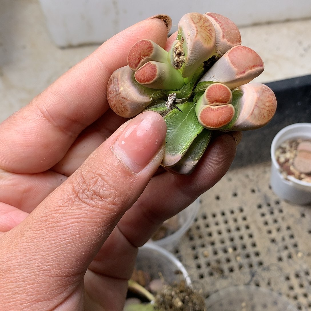 K16多肉植物保护研究所