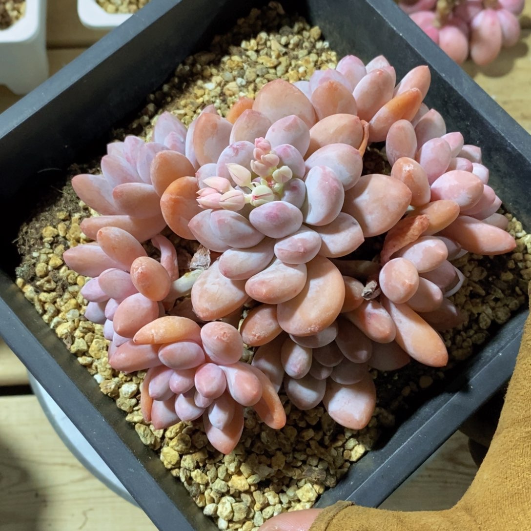 可问主播品种，下滑链接更多品种多肉选择-特价