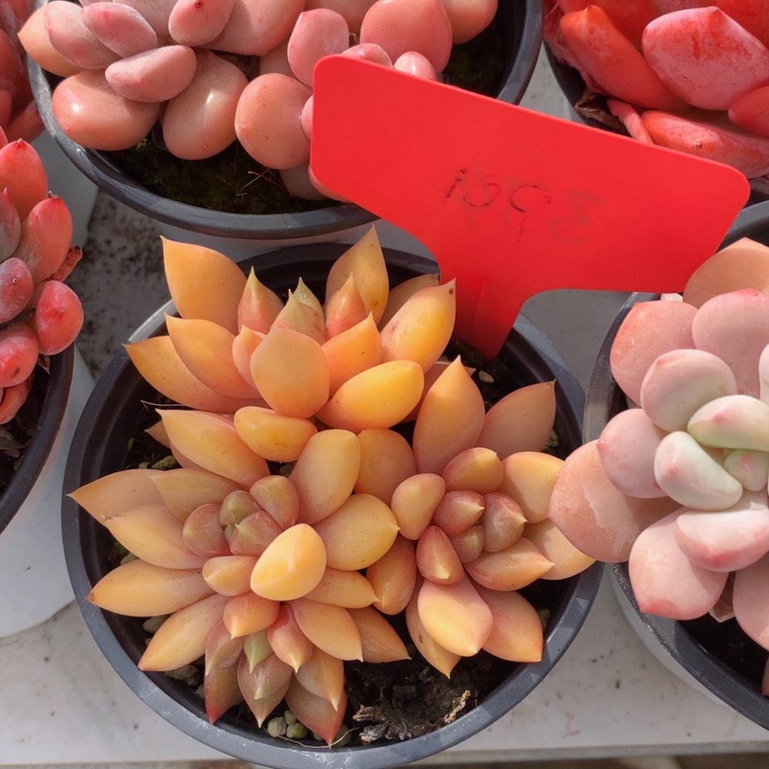 红谷八卦62626267373