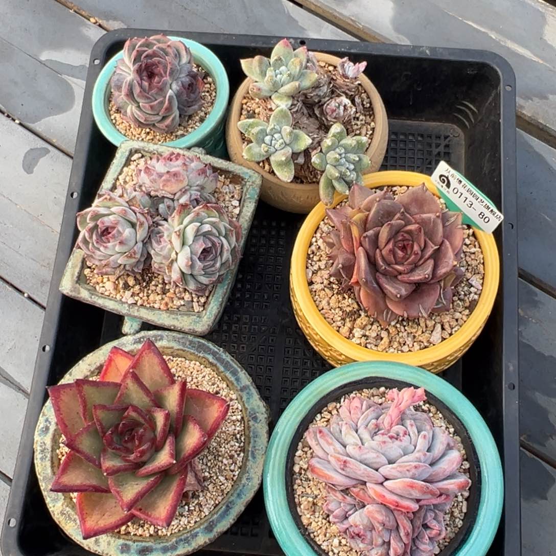 从前慢多肉精选编号0113.80