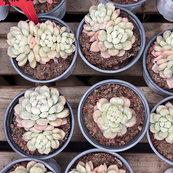 团011号。 两盆多肉百达翡翠