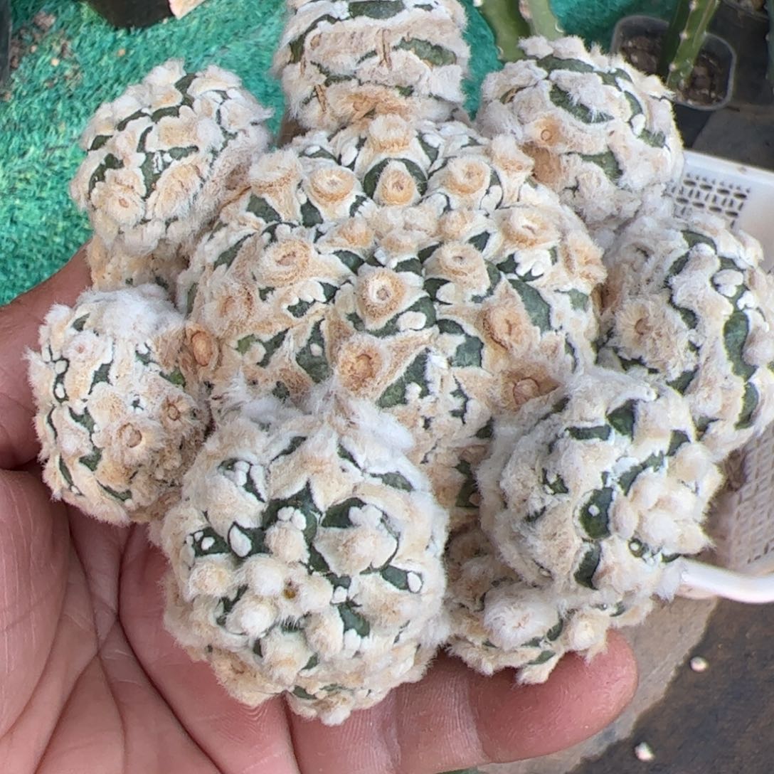 宽v兜群仙人球837