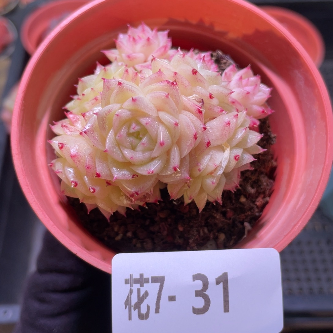 花利美7-31麦秆群生