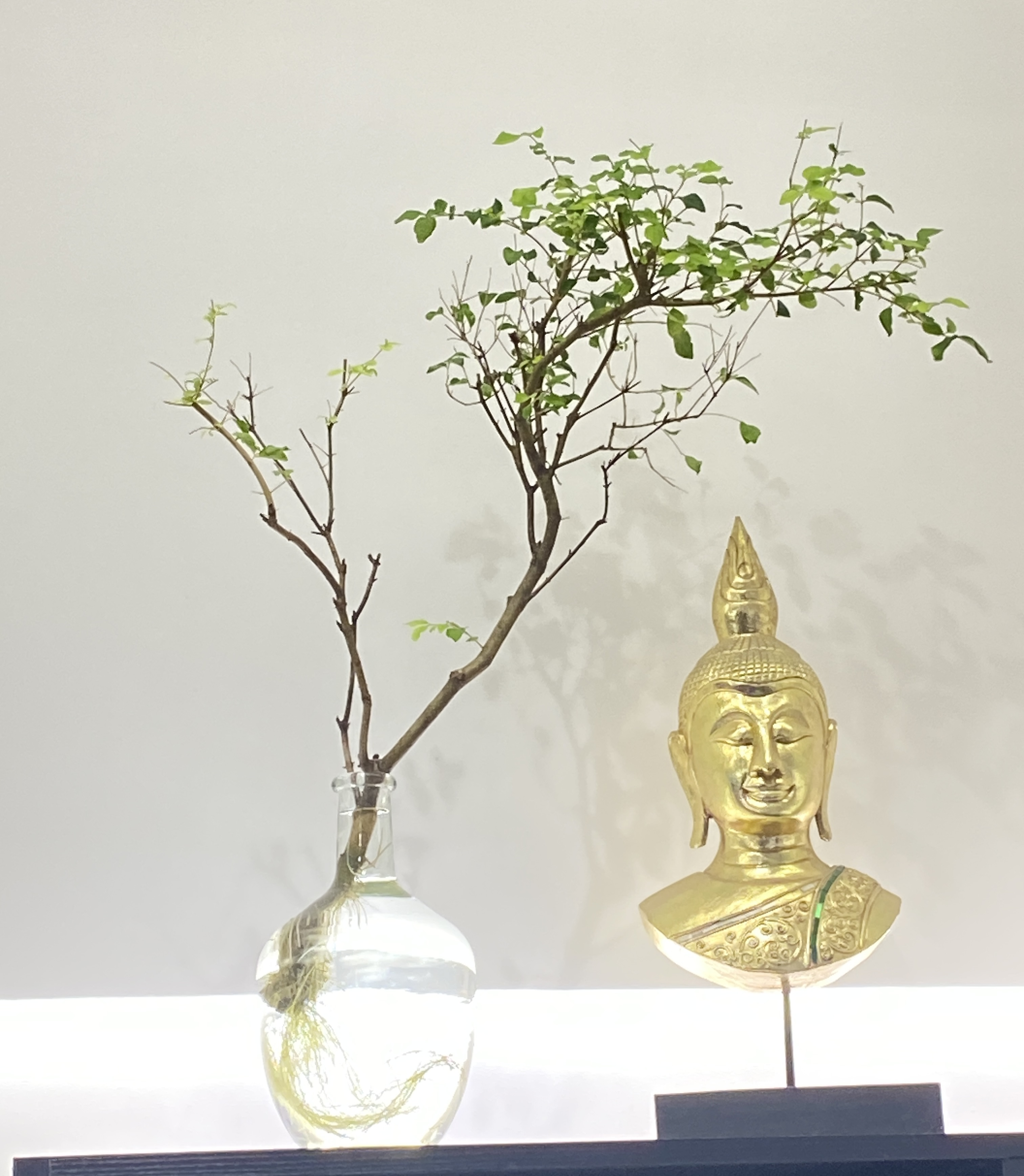 澳洲水培毛叶丁香鲜切带叶水培花卉绿植室内芽孢会发芽可水养枝条
