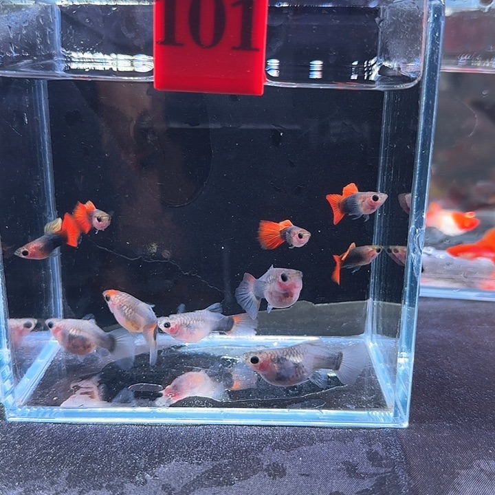 孔雀鱼大***大101号，10条