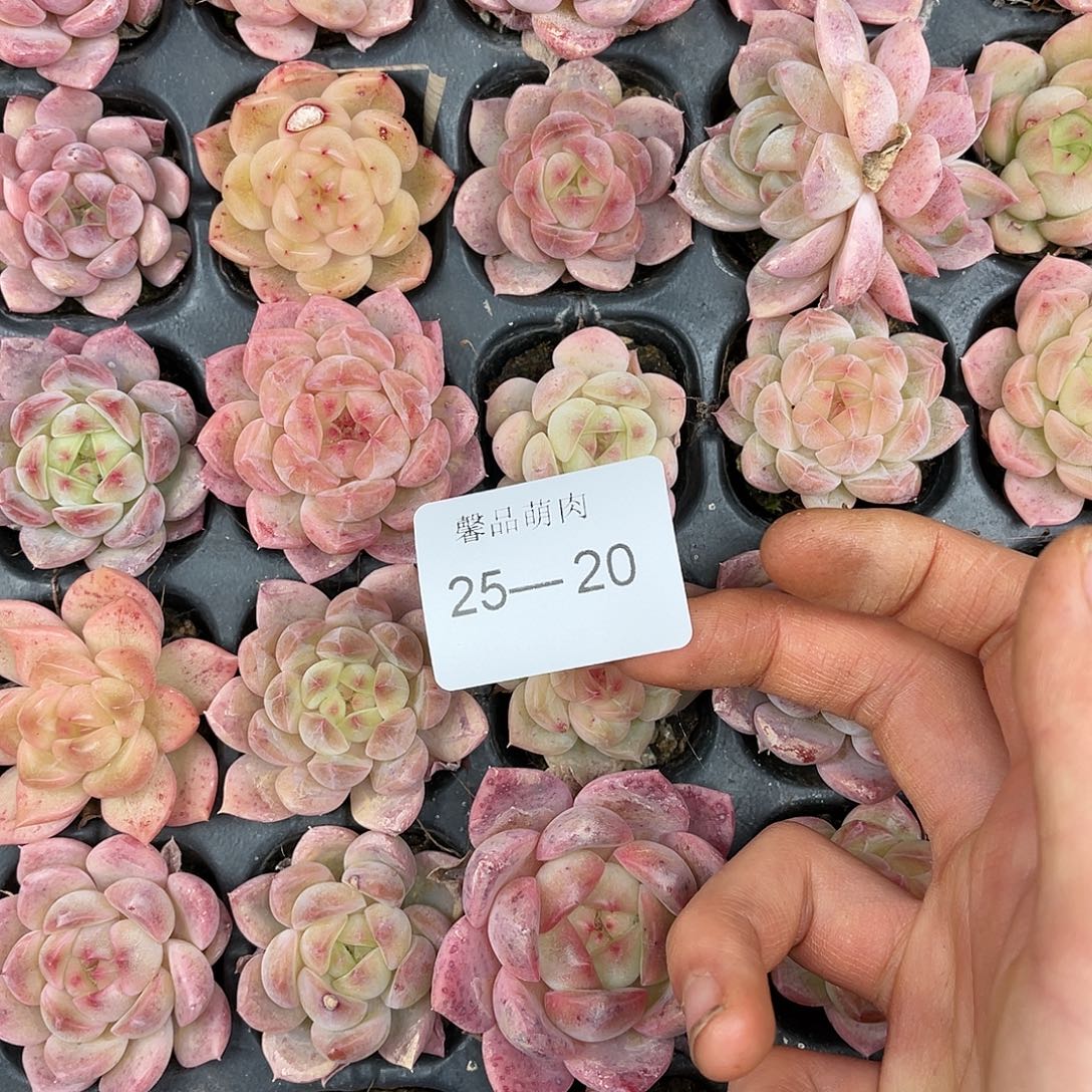 布***）多肉一物一拍25-20