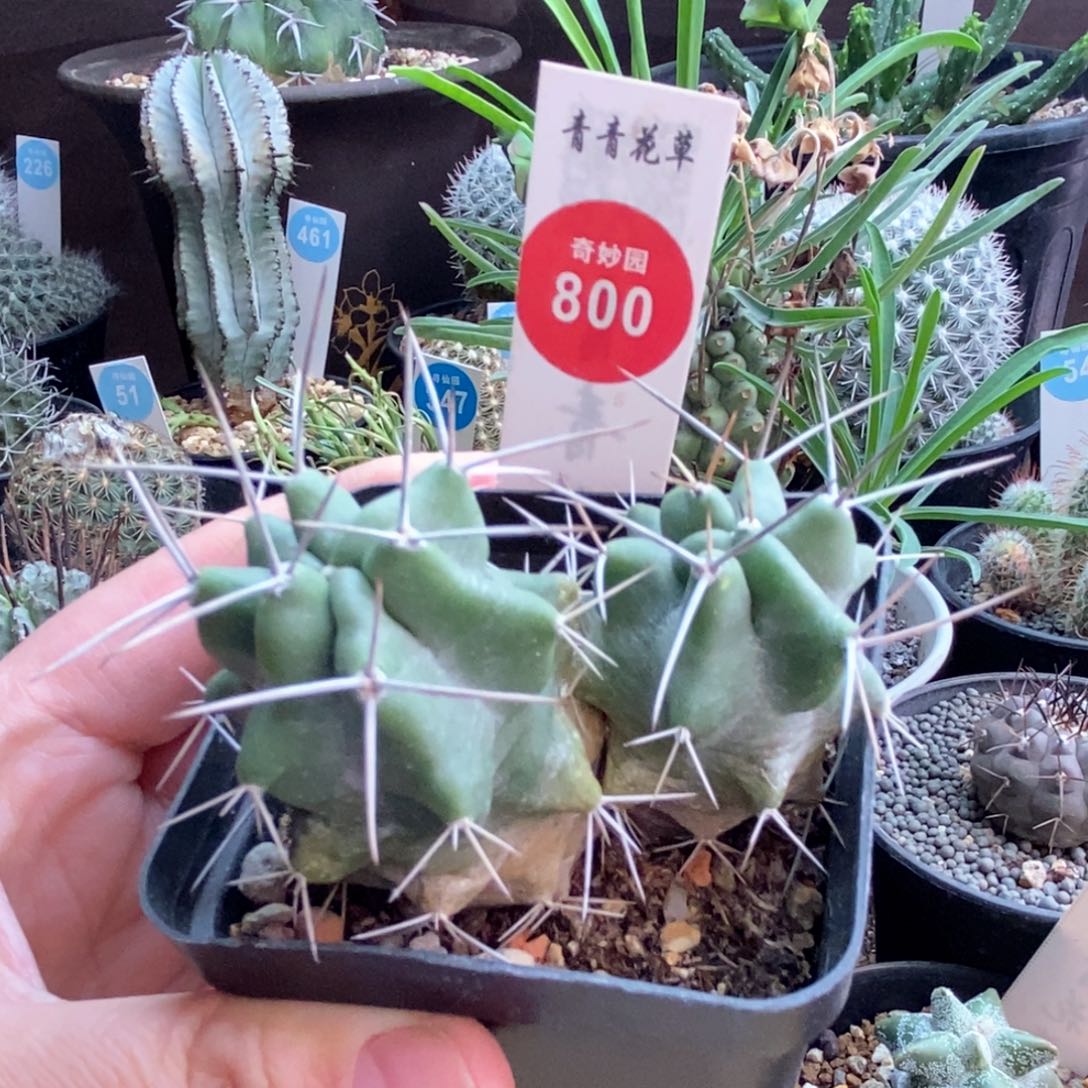 实生双头篝火虾一棵