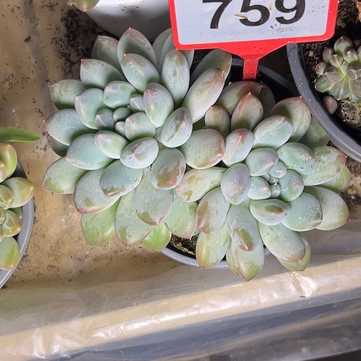 多肉植物奶糖群759