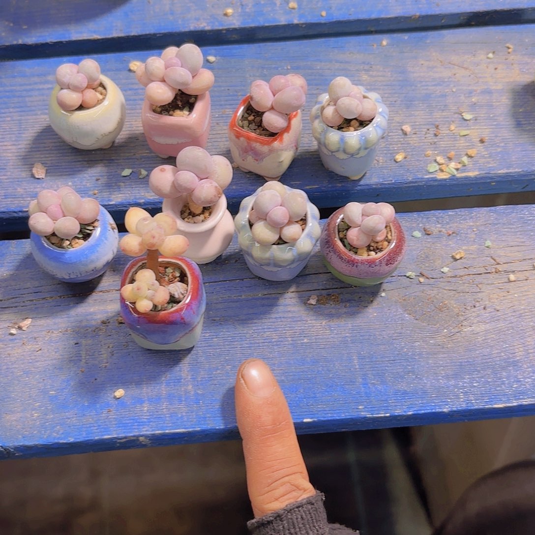 我****九盆一物一拍11111