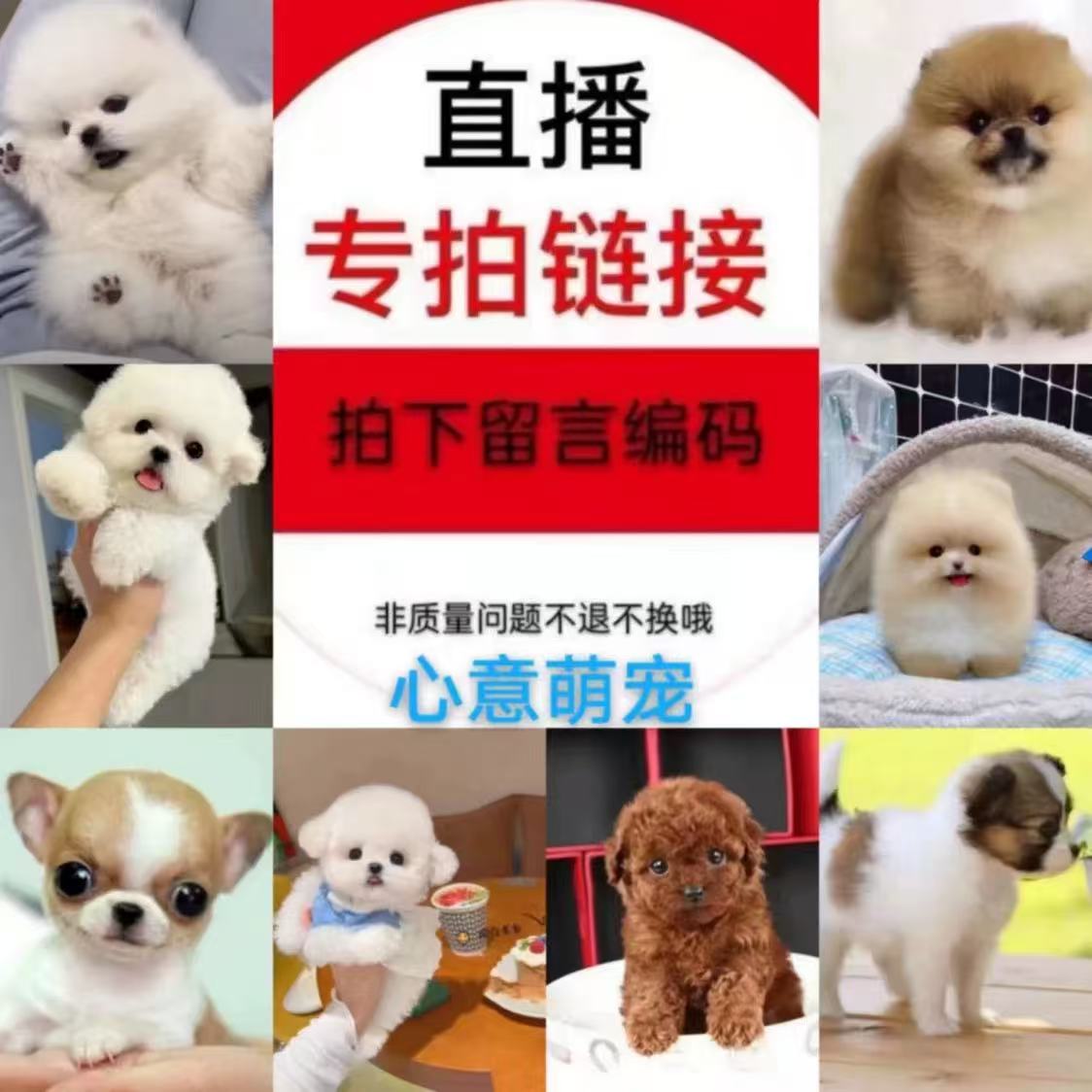 狗狗活体混血狗狗泰迪比熊马尔济斯约克夏西高地马尔泰泰迪熊混血