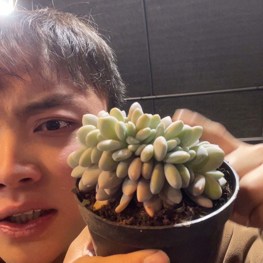 粉兔缀化满20包邮脱土发货
