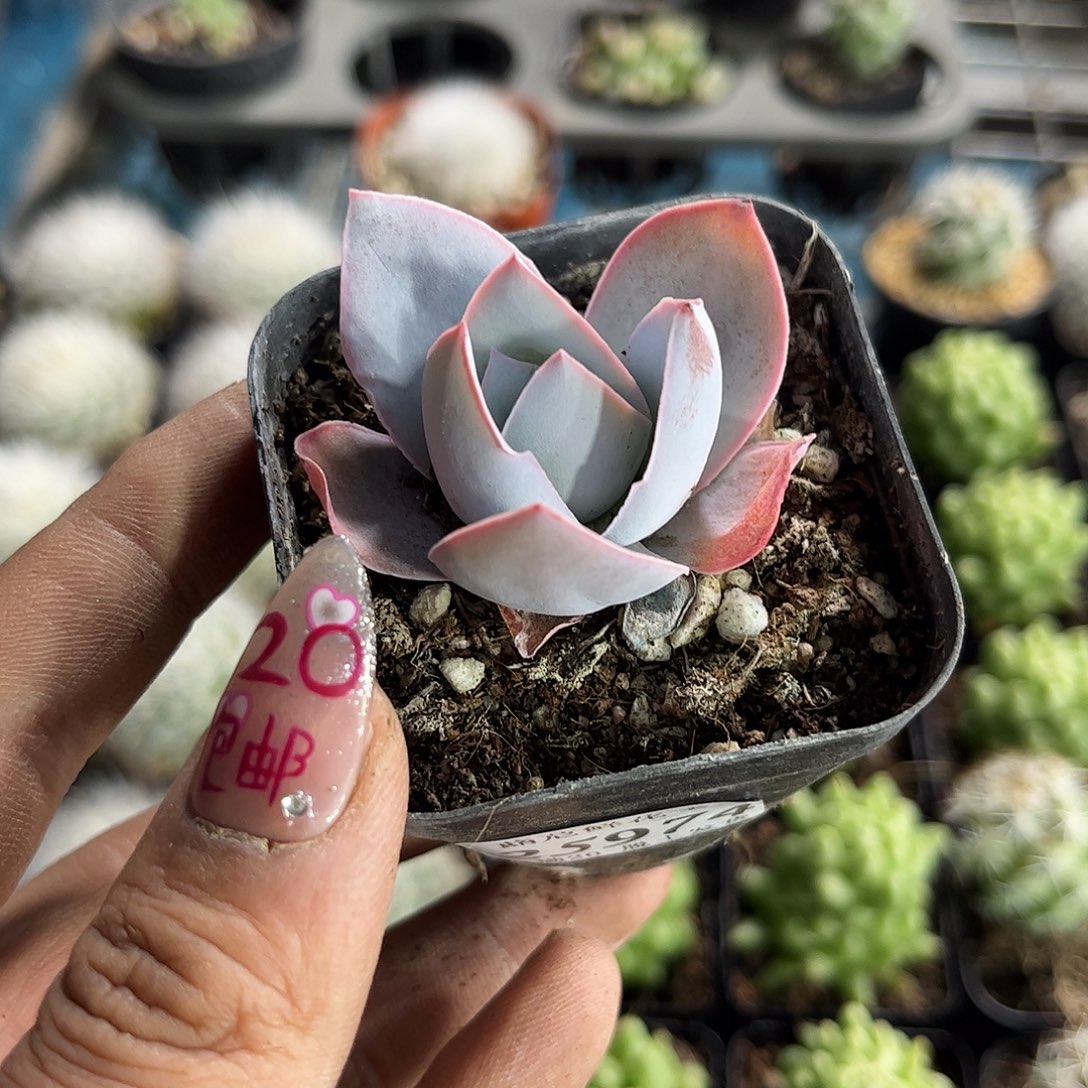 是***~25974一物一拍单头