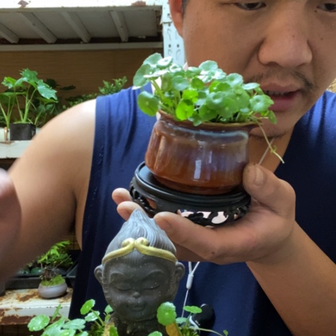 红陶么*茶一物一拍所见即所得288