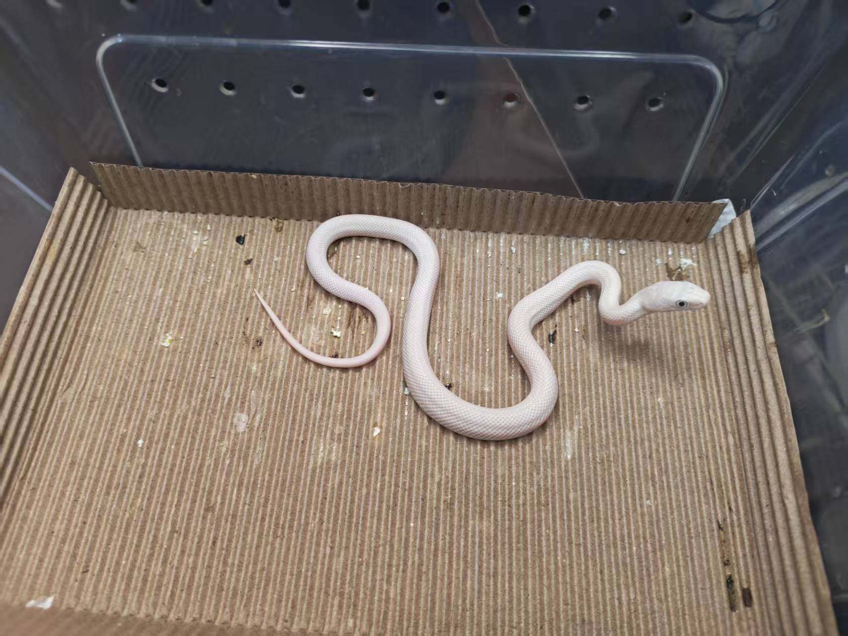 宠物蛇精品黑正眼白娘 稳冻大苗 活体下单不退不换 请理性消费