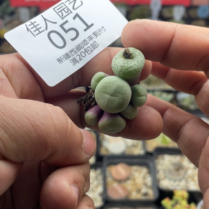 佳人园艺老周多肉上福利啦嘴051