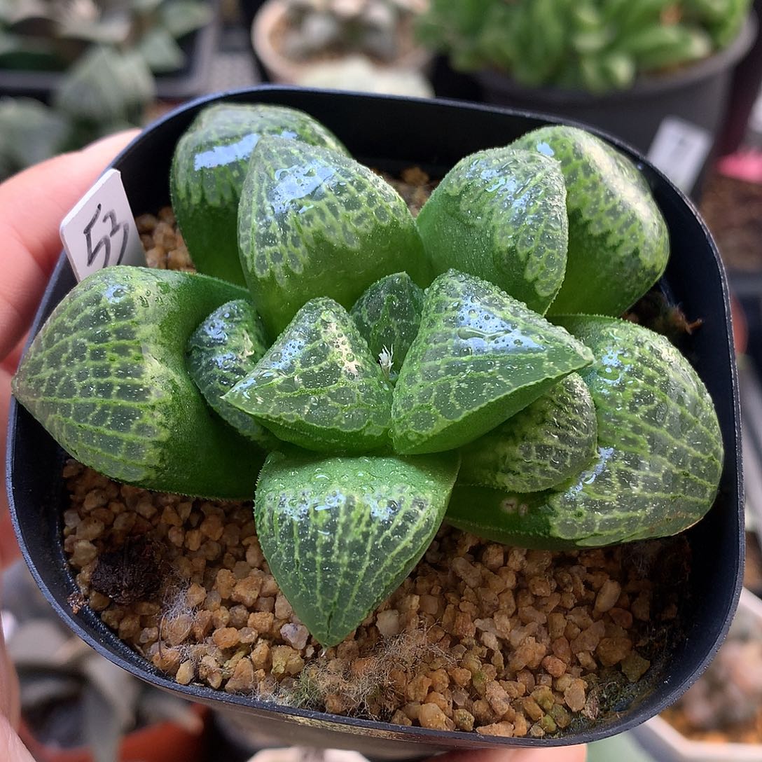 山***意实生寿带盆土发货ojlut