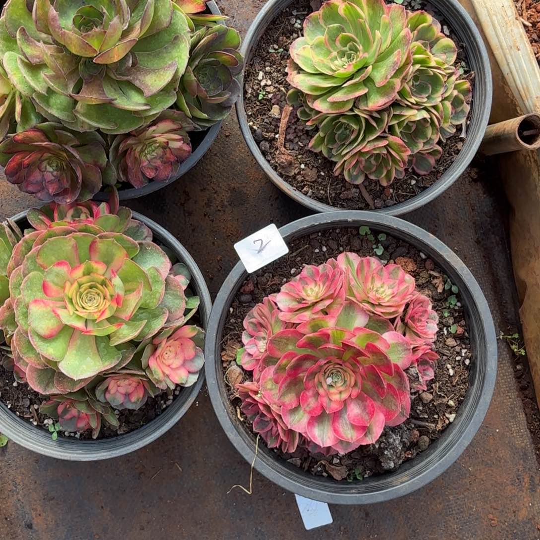 云南多肉植物组拍