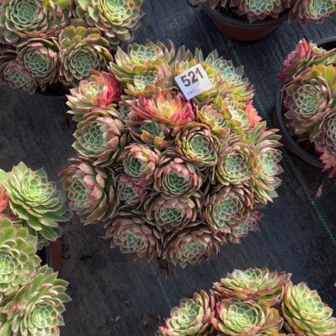 521万花筒朵朵多肉，