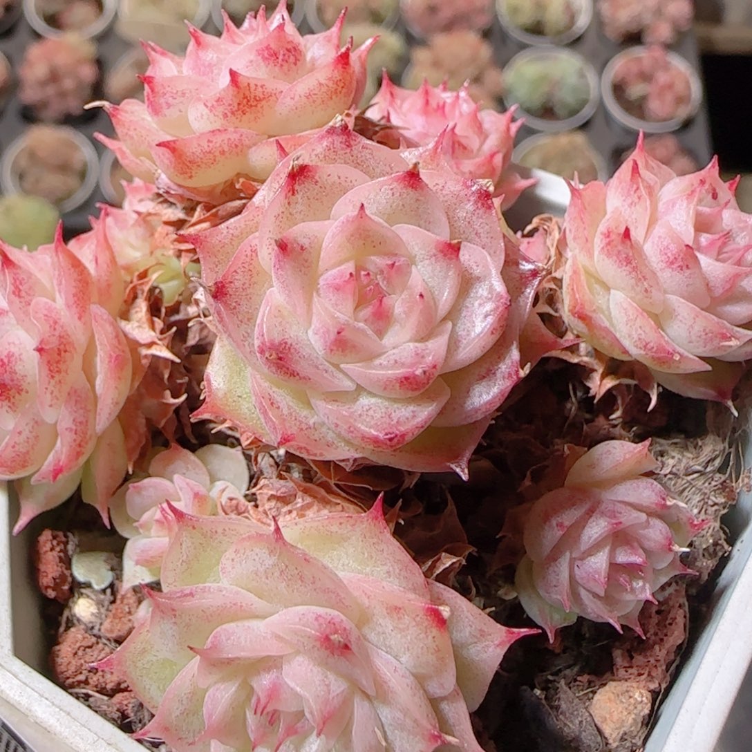 花语多肉1213-05开播福利散