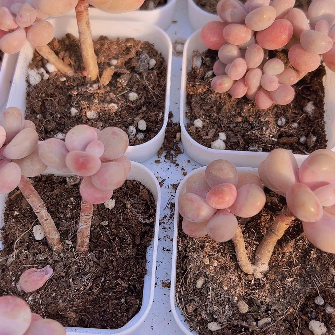 双头老桩桃蛋19包邮